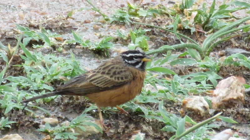 IMG_6811 Cinnamon-breasted Bunting 2019-12-05 10-07-51 AM