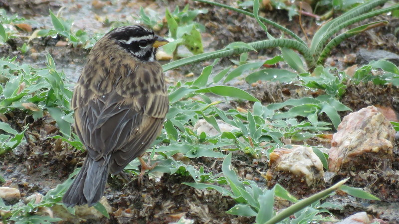 IMG_6812 Cinnamon-breasted Bunting from the rear 2019-12-05 10-07-55 AM