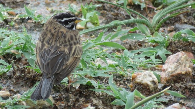 IMG_6812 Cinnamon-breasted Bunting from the rear 2019-12-05 10-07-55 AM