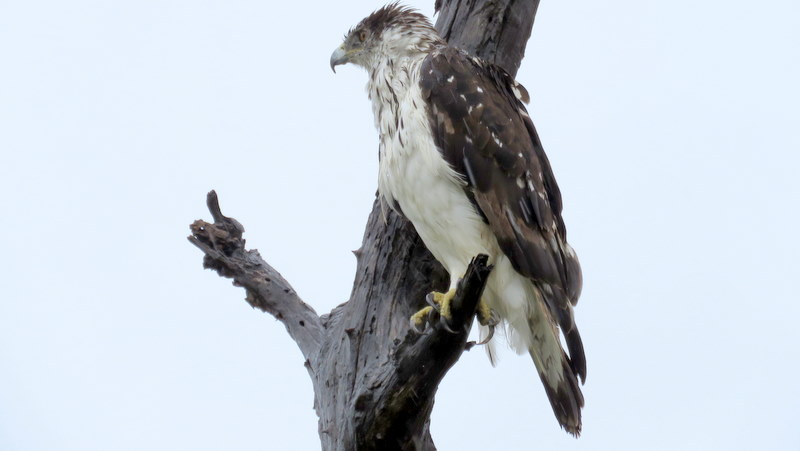 IMG_6817 African Hawk-eagle 2019-12-05 10-21-34 AM