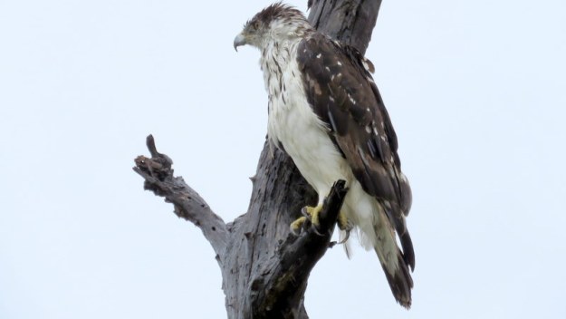 IMG_6817 African Hawk-eagle 2019-12-05 10-21-34 AM