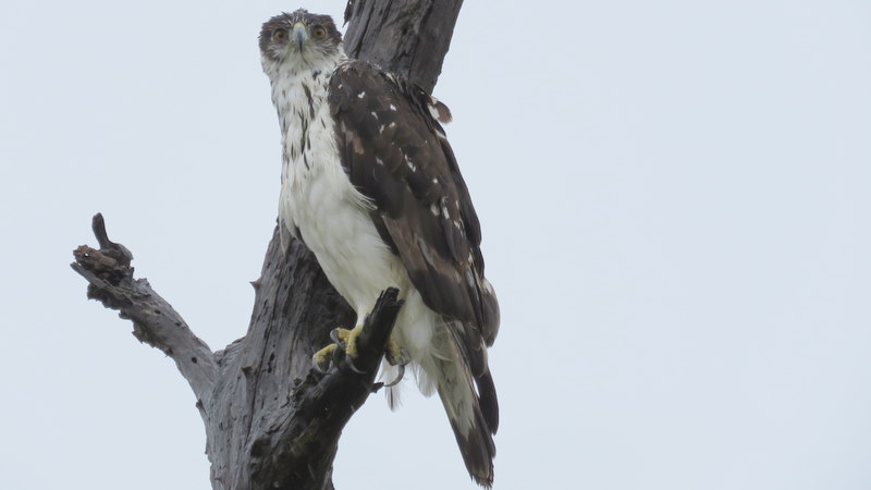 IMG_6819 African Hawk-eagle 2019-12-05 10-21-46 AM