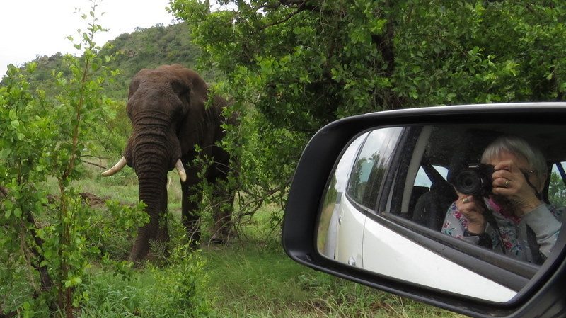 IMG_6846 Taking a photo of an elephant 2019-12-05 1-27-47 PM