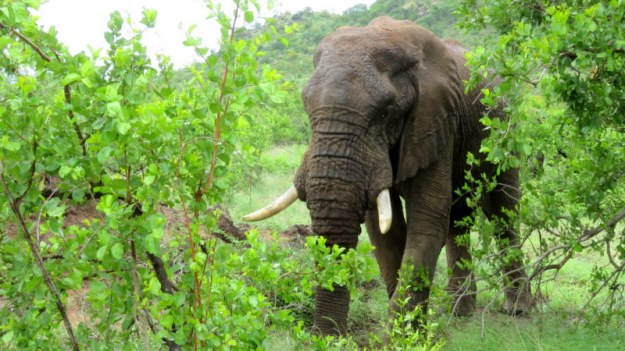 IMG_6847 Elephant 2019-12-05 1-27-52 PM