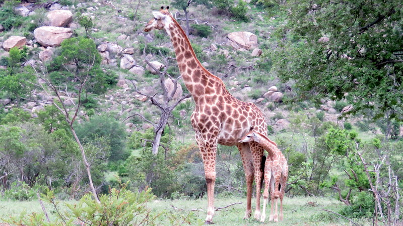 IMG_6907 Mom and baby Giraffe 2019-12-06 6-02-03 AM