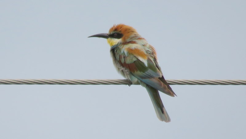 IMG_6931 European Bee-eater 2019-12-06 7-21-46