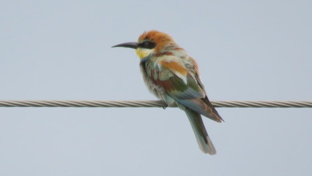 IMG_6931 European Bee-eater 2019-12-06 7-21-46
