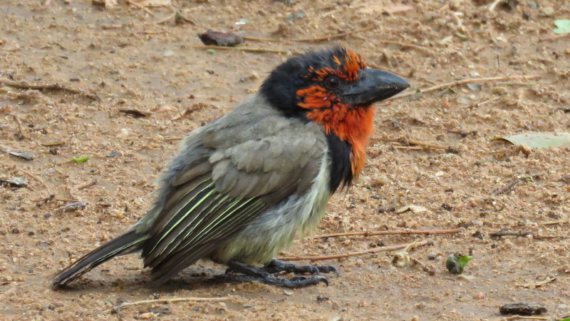 IMG_6935 Black-collored Barbet 2019-12-06 8-20-12 AM