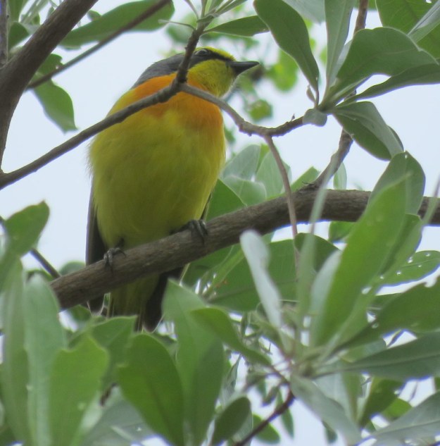 IMG_6942 Orange-breasted bush-shrike 2019-12-06 8-29-00 AM