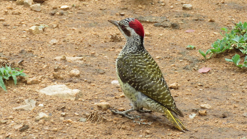 IMG_6960 Bennet's Woodpecker female 2019-12-06 9-27-03 AM 2019-12-06 9-27-03 AM