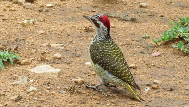 IMG_6960 Bennet's Woodpecker female 2019-12-06 9-27-03 AM 2019-12-06 9-27-03 AM