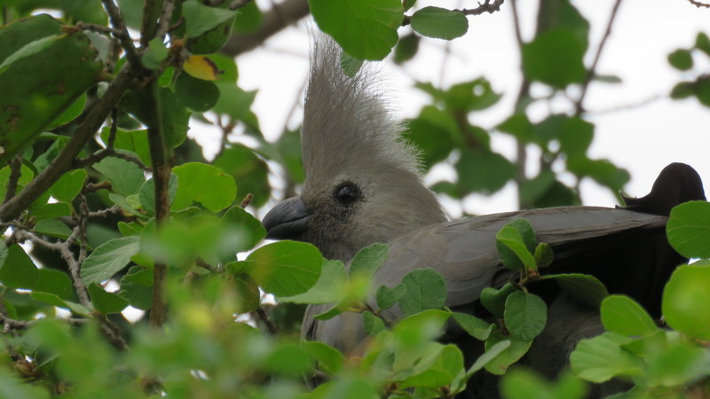 IMG_6961 Grey Go-away-bird 2019-12-06 9-27-41 AM 2019-12-06 9-27-41 AM