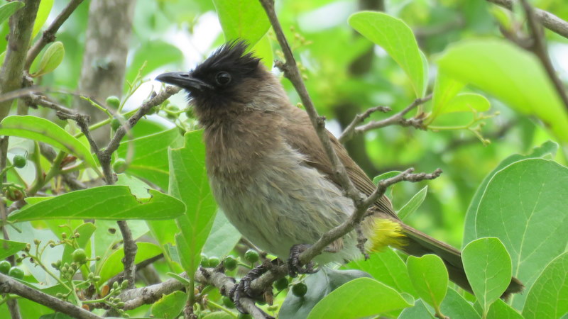IMG_6963 Dark-capped Bulbul 2019-12-06 9-39-55 AM
