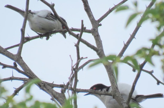 IMG_6970 Puff Backs all puffed up 2019-12-06 9-53-36 AM