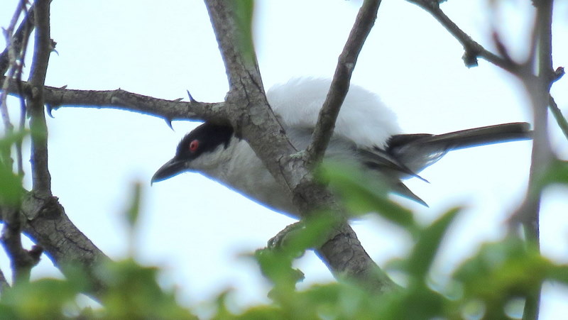 IMG_6971 Puff back all puffed up