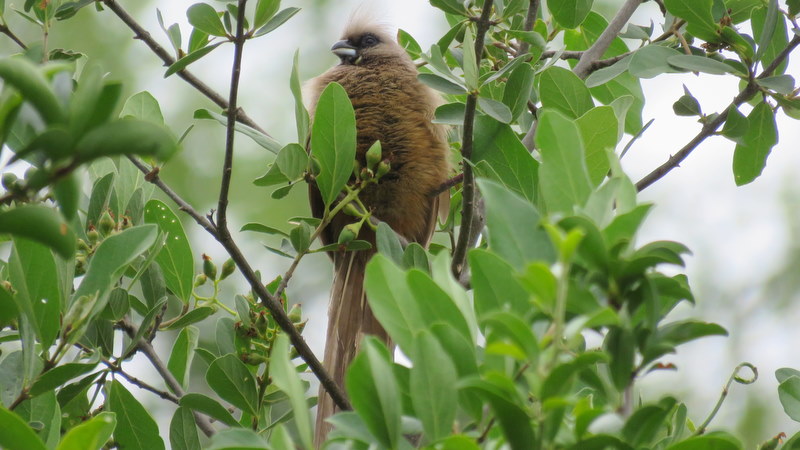IMG_6977 Speckled Mousebird 2019-12-06 9-56-59 AM