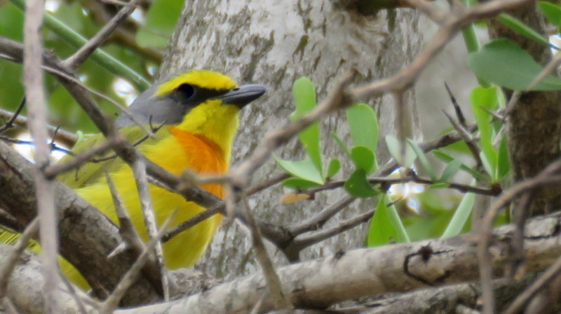 IMG_6985 Orange-breasted Bush-shrike 2019-12-06 9-59-14