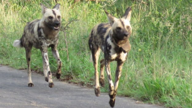 IMG_7229 Wild Dogs running 2019-12-07 5-44-11 AM
