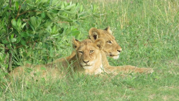 IMG_7249 lion cubs 2019-12-07 6-29-59 AM
