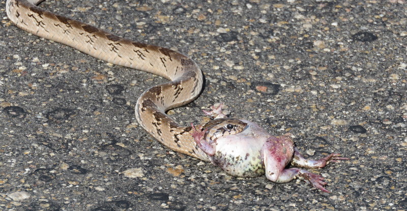 IMG_7276 Snake eating frog 2019-12-07 7-29-7