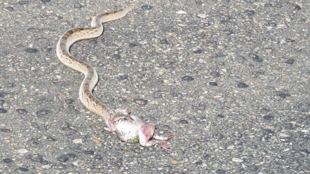IMG_7279 Snake on raod devouring a frog 2019-12-07 7-29-19