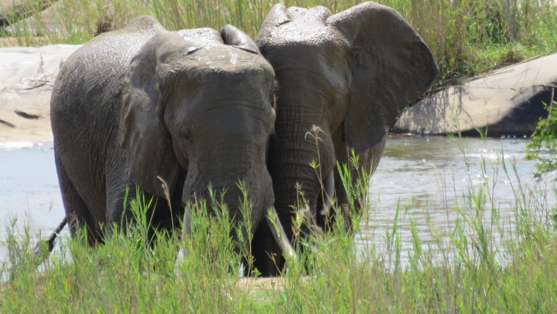 IMG_7317 Elephants 2019-12-07 9-32-24 AM