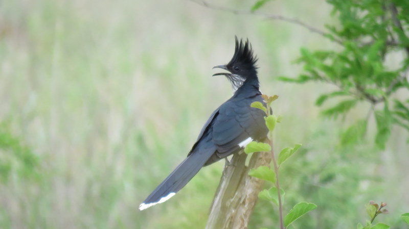 IMG_7325 Levaillant's Cuckoo 2019-12-07 2-13-56 PM