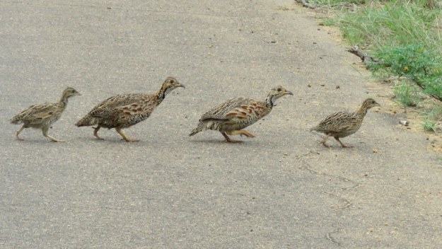 IMG_7340 Shelley's Francolin Family 2019-12-07 3-00-57 PM