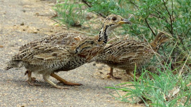 IMG_7341 Shelley's Francolins 2019-12-07 3-00-59 PM