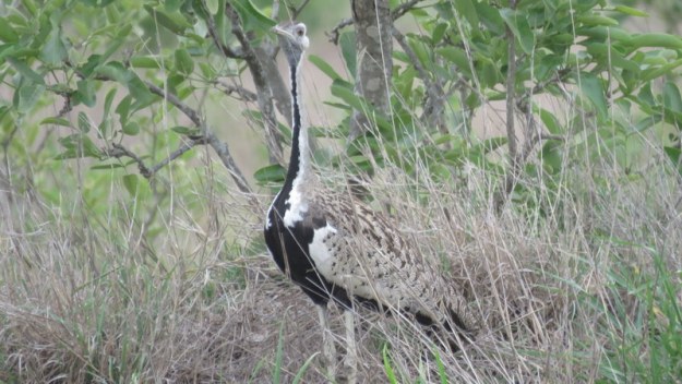 IMG_7364 Black-bellied bustard 2019-12-07 3-52-53 PM