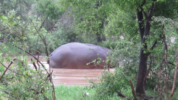 IMG_7468 Hippo in a small pond 2019-12-08 5-47-47 AM