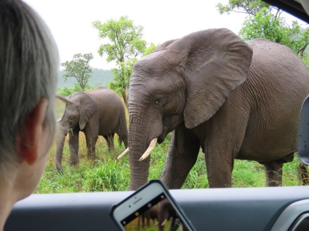 IMG_7488 Eye to eye with an elephant 2019-12-08 9-18-42 AM