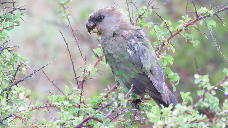 IMG_7491 Brown-headed Parrot 2019-12-08 9-24-28 AM