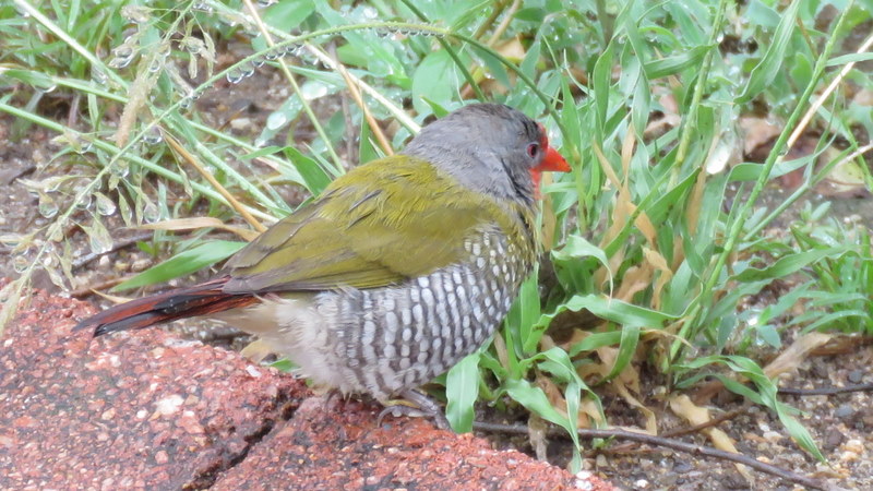 IMG_7529 Green-winged Pytilia 2019-12-08 10-28-57 AM 2019-12-08 10-28-57 AM