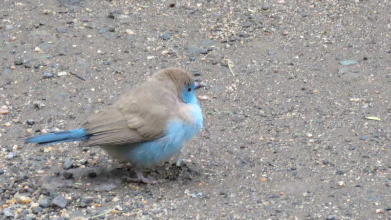 IMG_7561 Blue Waxbill 2019-12-08 11-04-55 AM