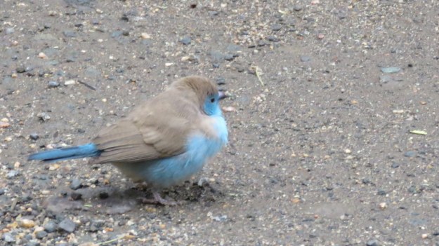 IMG_7561 Blue Waxbill 2019-12-08 11-04-55 AM
