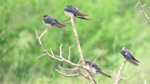 IMG_7573 Treeful of Barn Swallows 2019-12-08 3-09-35 PM