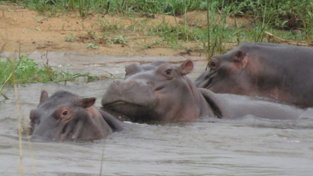 IMG_7635 Hippos 2019-12-09 7-55-06 AM