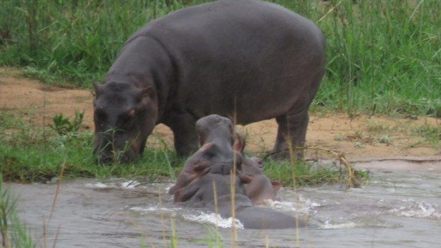 IMG_7637 Hippos 2019-12-09 7-55-28 AM