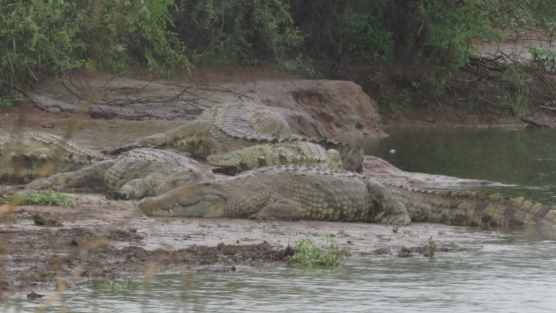 IMG_7647 Crocodiles at Sunset Dam 2019-12-09 8-14-01 AM