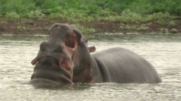 IMG_7653 Hippos Sunset Dam 2019-12-09 8-15-56 AM