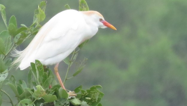 IMG_7698 Cattle Egret breeding plumage 2019-12-09 8-55-34 AM