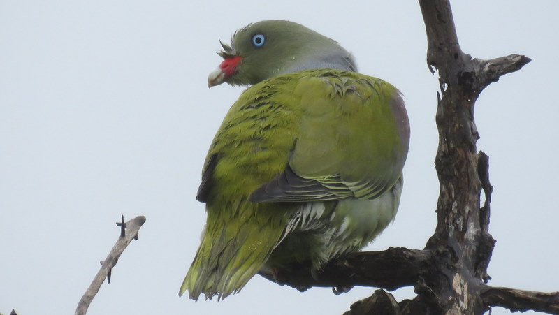 IMG_7713 Green Pigeon 2019-12-09 9-15-44 AM