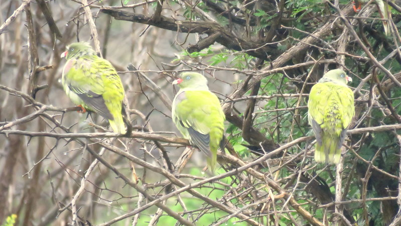 IMG_7721 Green Pigeons 2019-12-09 9-17-45 AM
