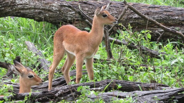 IMG_7746 Impala Babies 2019-12-09 9-46-24 AM
