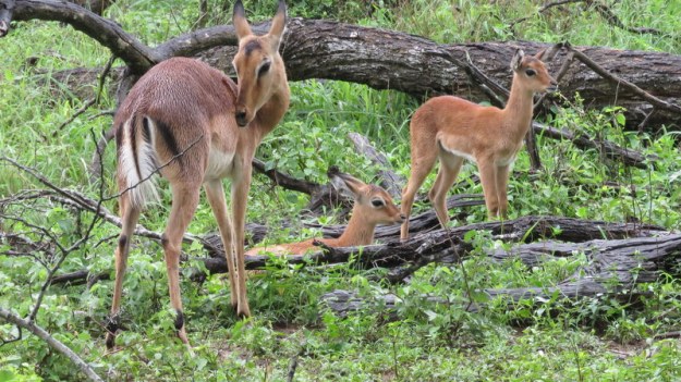 IMG_7748 Mom and Impala Babies 2019-12-09 9-46-32 AM