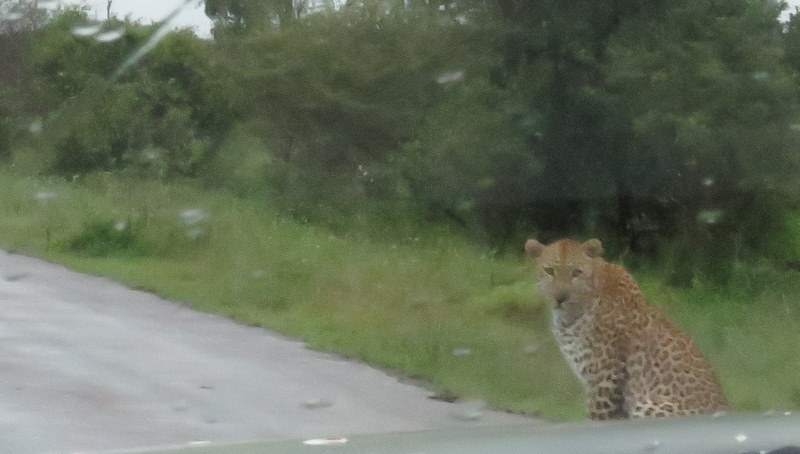 IMG_7775 Leopard in the rain 2019-12-10 5-40-41 AM