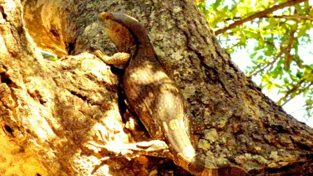 P1120675 Legawaan 2018-01-07 7-46-42 AM