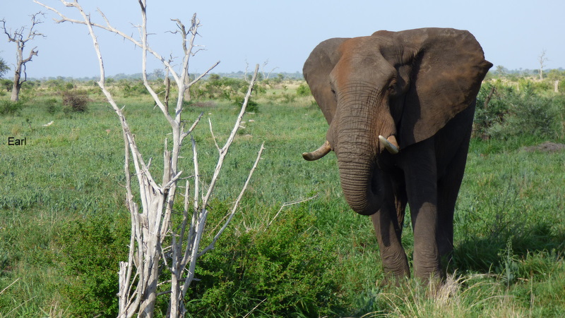 P1190030 Elephant by Earl 2019-12-02 7-39-48 AM