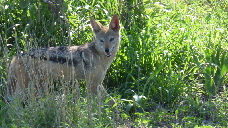 P1190036 Jackal by Earl 2019-12-02 8-04-27 AM.JPG